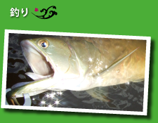 ブラジル 釣り
