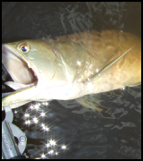 ブラジル アマゾン河 釣り